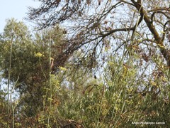 Foeniculum vulgare