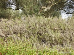 Salvia rosmarinus