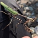 Arizona Unicorn Mantis - Photo (c) Royce Cumming, some rights reserved (CC BY-NC), uploaded by Royce Cumming