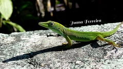Anolis