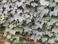 Hedera helix