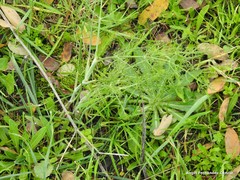 Foeniculum vulgare
