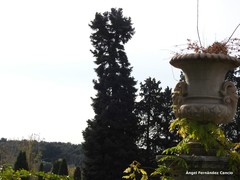 Abies pinsapo