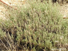 Salvia rosmarinus