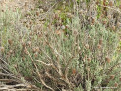 Lavandula pedunculata