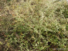 Rubus ulmifolius
