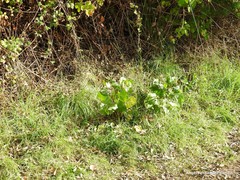 Populus × canadensis
