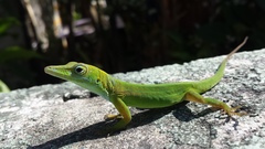 Anolis