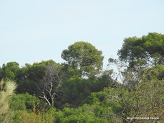 Pinus halepensis