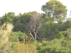 Pinus halepensis