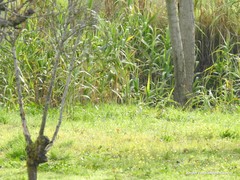 Arundo donax