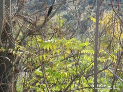 Ailanthus altissima