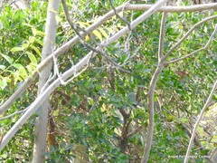 Arbutus unedo