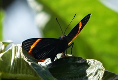Riodina lycisca lycisca