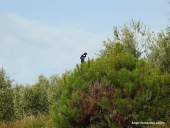 Pinus pinea