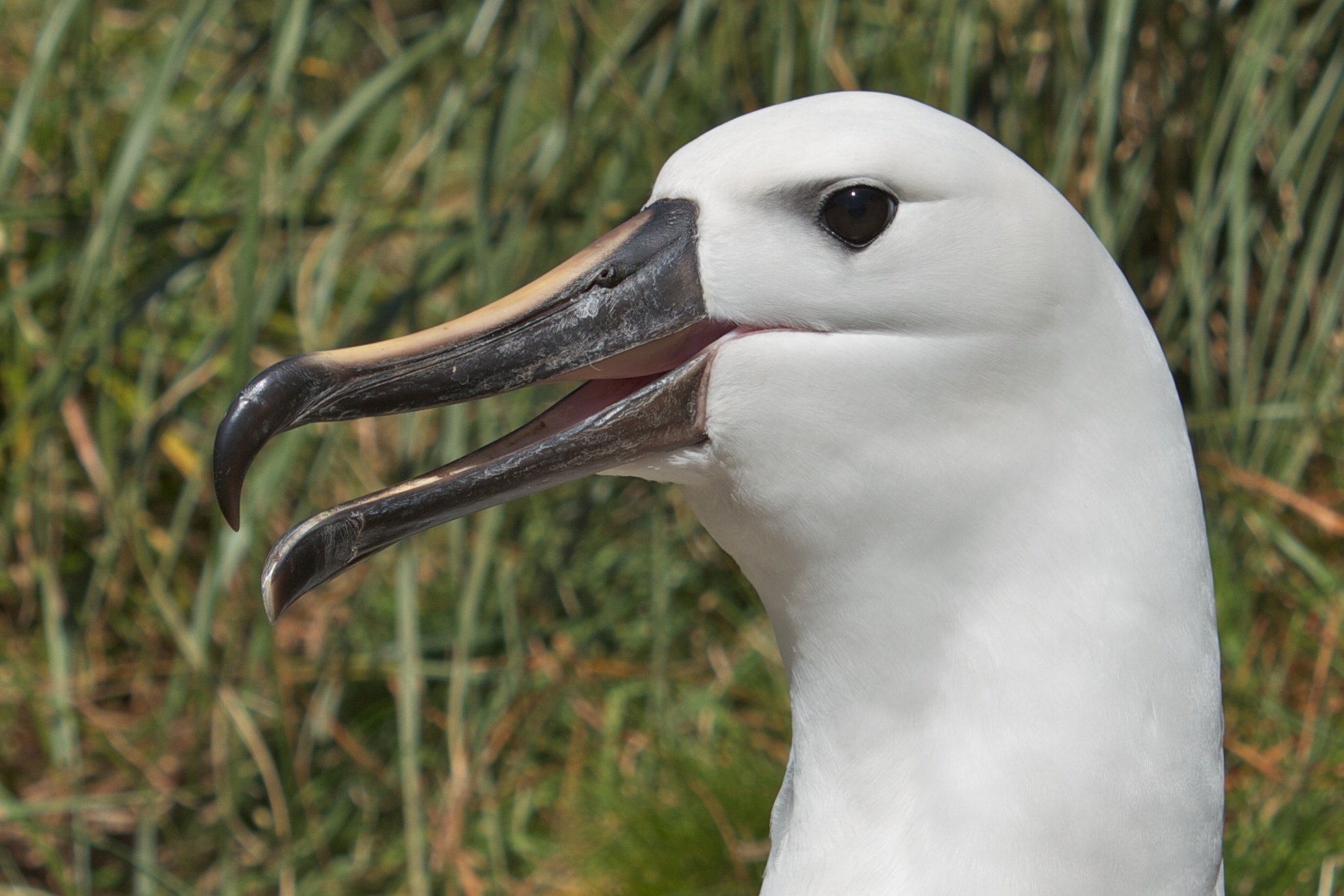 Atlantic Yellow-nosed Albatross illustration