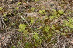 Syntrichia ruraliformis