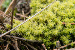 Syntrichia ruraliformis