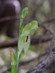 Pterostylis longifolia