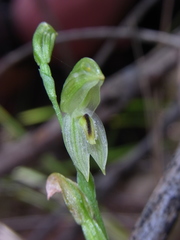 Pterostylis longifolia