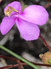 Stylidium scandens