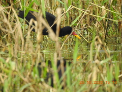 Jacana jacana hypomelaena
