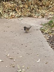 Junco hyemalis