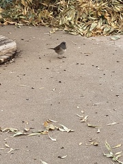 Junco hyemalis