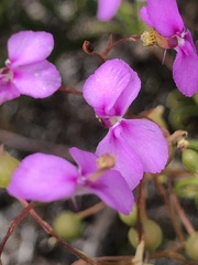 Stylidium scandens