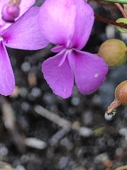 Stylidium scandens