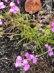 Stylidium scandens