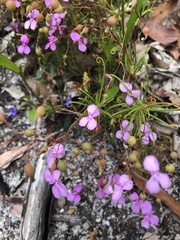 Stylidium scandens
