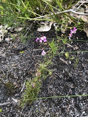 Stylidium scandens