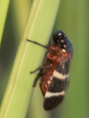Aeneolamia albofasciata