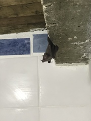 Yangochiroptera