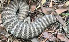 Acanthophis antarcticus