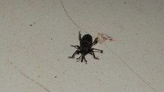 Cosmopolites sordidus