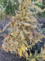 Halogeton glomeratus
