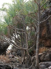 Pandanus basedowii
