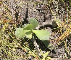 Adromischus caryophyllaceus