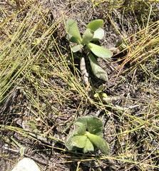 Adromischus caryophyllaceus