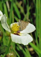 Cymaenes lepta