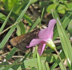 Cymaenes lepta