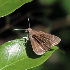 Cymaenes lepta