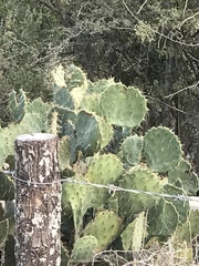 Opuntia tapona