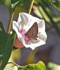Cymaenes lepta