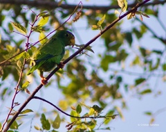 Amazona xantholora