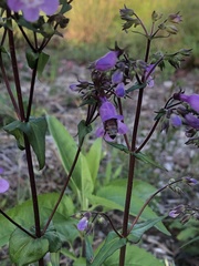 Penstemon tenuis