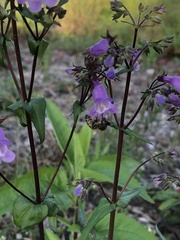 Penstemon tenuis