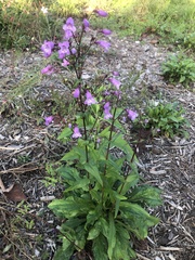 Penstemon tenuis